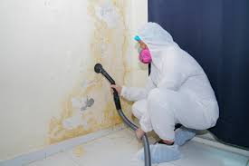 Best Emergency Mold Remediation in USA